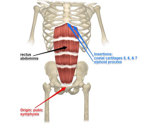 origin and insertion of rectus abdominis